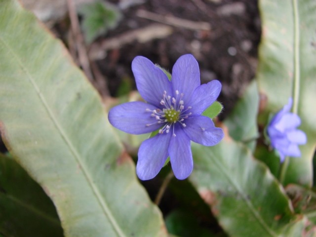 jetrenka